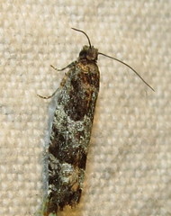 Pseudexentera maracana