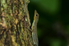Cnemaspis littoralis