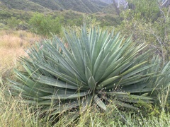 Agave rhodacantha