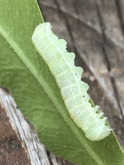 Orthosia hibisci