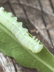 Orthosia hibisci