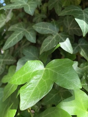 Hedera helix