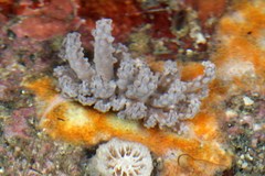 Phyllodesmium tuberculatum