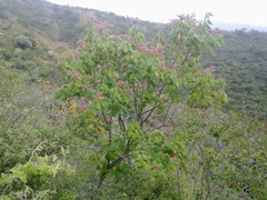 Heliocarpus