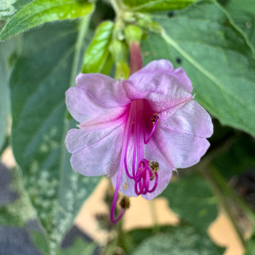 Mirabilis jalapa observed 2026-10-30
