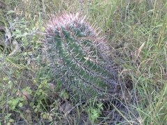 Ferocactus recurvus recurvus