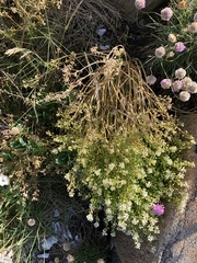 Cochlearia danica