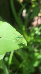 Condylostylus comatus