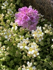 Cochlearia danica