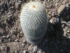 Mammillaria dixanthocentron