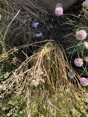 Cochlearia danica
