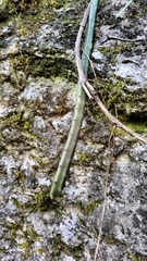 Selenicereus spinulosus