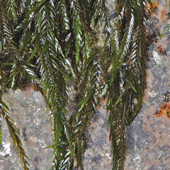 Fontinalis neomexicana