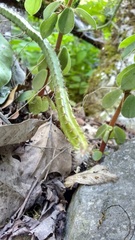 Selenicereus spinulosus