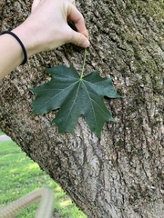 Acer platanoides