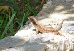 Leiocephalus cubensis