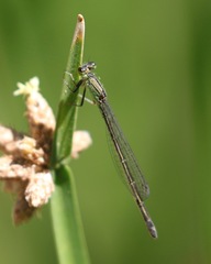 Ischnura denticollis