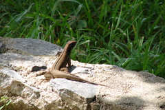 Leiocephalus cubensis