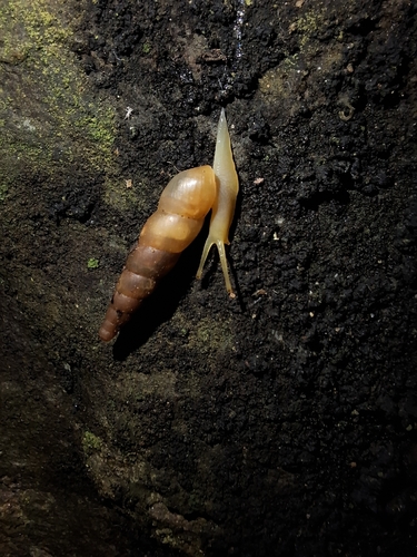 Subulina octona observed 2026-10-30
