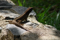 Leiocephalus cubensis