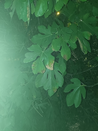 Ficus observed 2026-10-30
