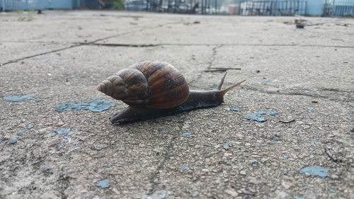 Lissachatina fulica observed 2026-10-30