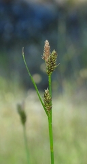 Carex gynodynama