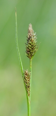 Carex gynodynama