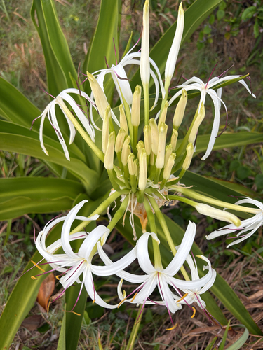 Crinum asiaticum observed 2026-10-31