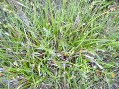 Carex gynodynama