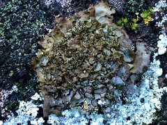 Dermatocarpon intestiniforme