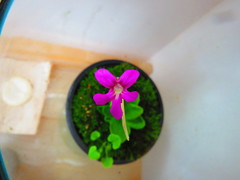 Pinguicula