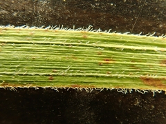 Carex gynodynama