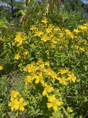 Hypericum pseudomaculatum