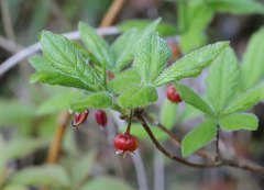 Rhododendron pentandrum