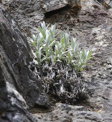 Anaphalis sinica pernivea