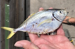 Chloroscombrus chrysurus