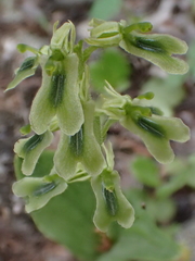 Neottia borealis