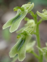 Neottia borealis
