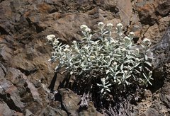 Anaphalis sinica pernivea