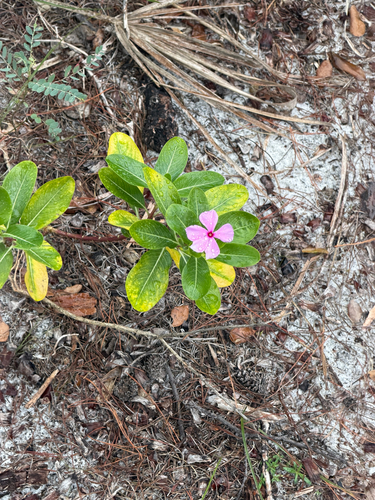 Catharanthus roseus observed 2026-10-30