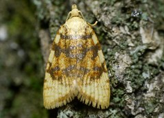 Aleimma loeflingiana