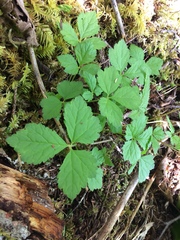 Tiarella trifoliata trifoliata