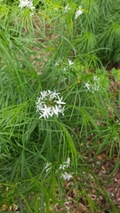 Amsonia ciliata