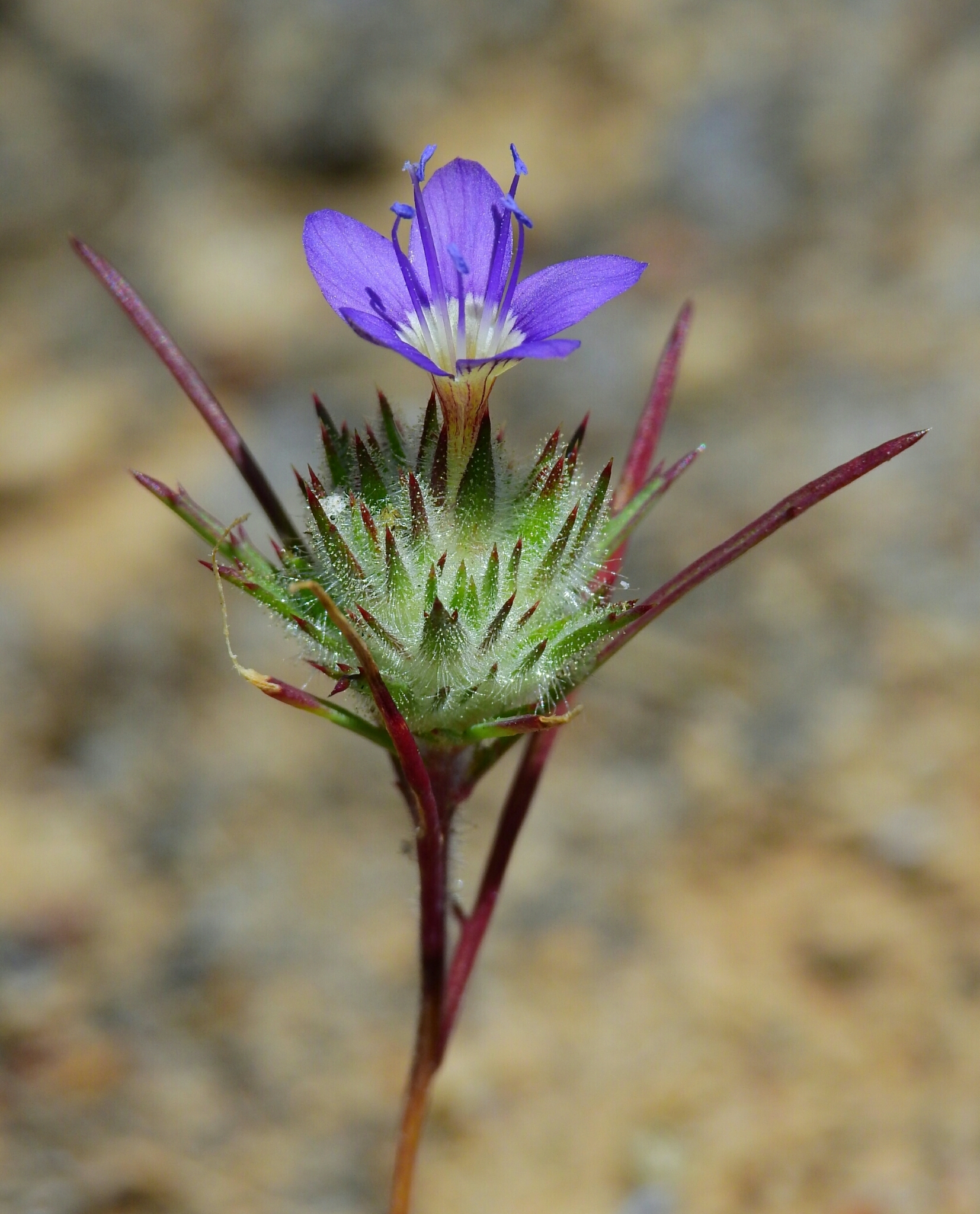 Navarretia viscidula