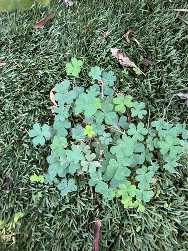 Oxalis corniculata observed 2026-10-30