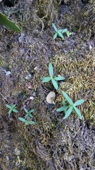 Moehringia macrophylla