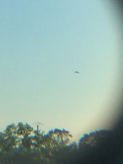 Accipiter nisus