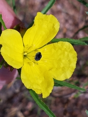 Oenothera berlandieri pinifolia