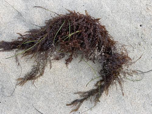 Sargassum observed 2026-10-30